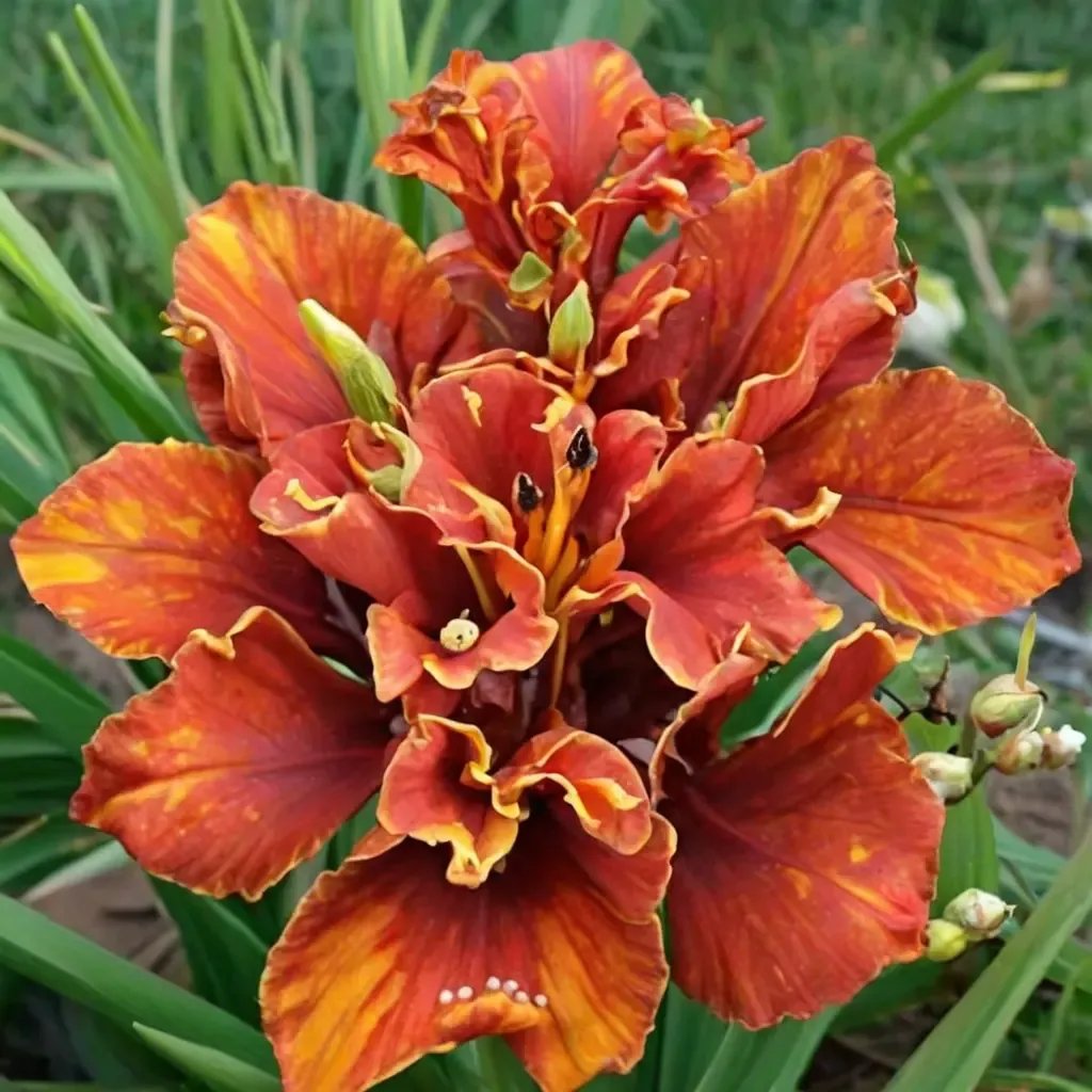 Hemerocallis x hybrida 'Moses Fire'