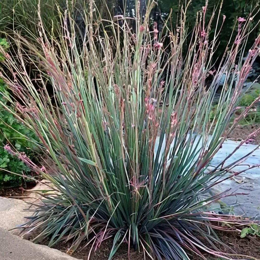 Schizachyrium scoparium 'Standing Ovation'