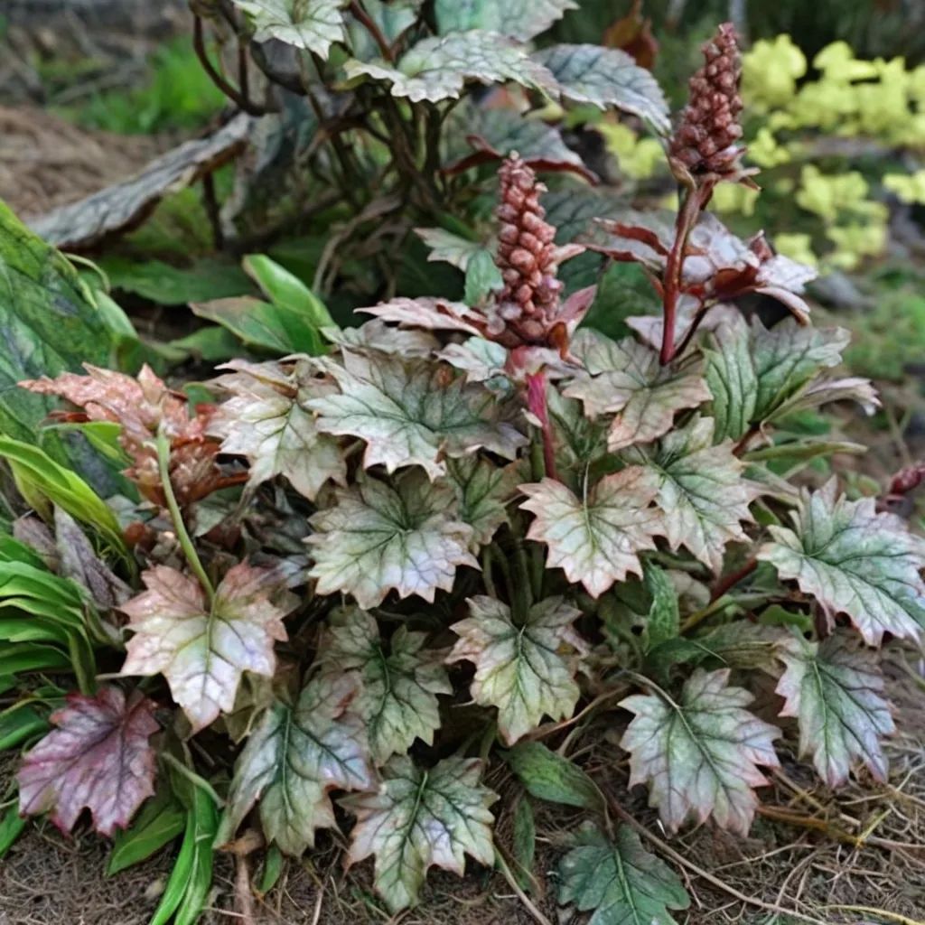 Heucherella x hybrida 'Silver Streak'