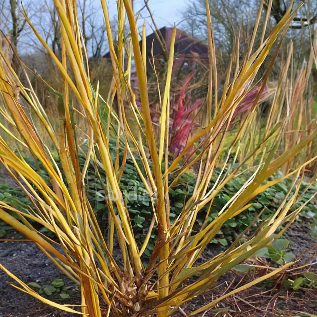 Salix alba 'Golden Ness'