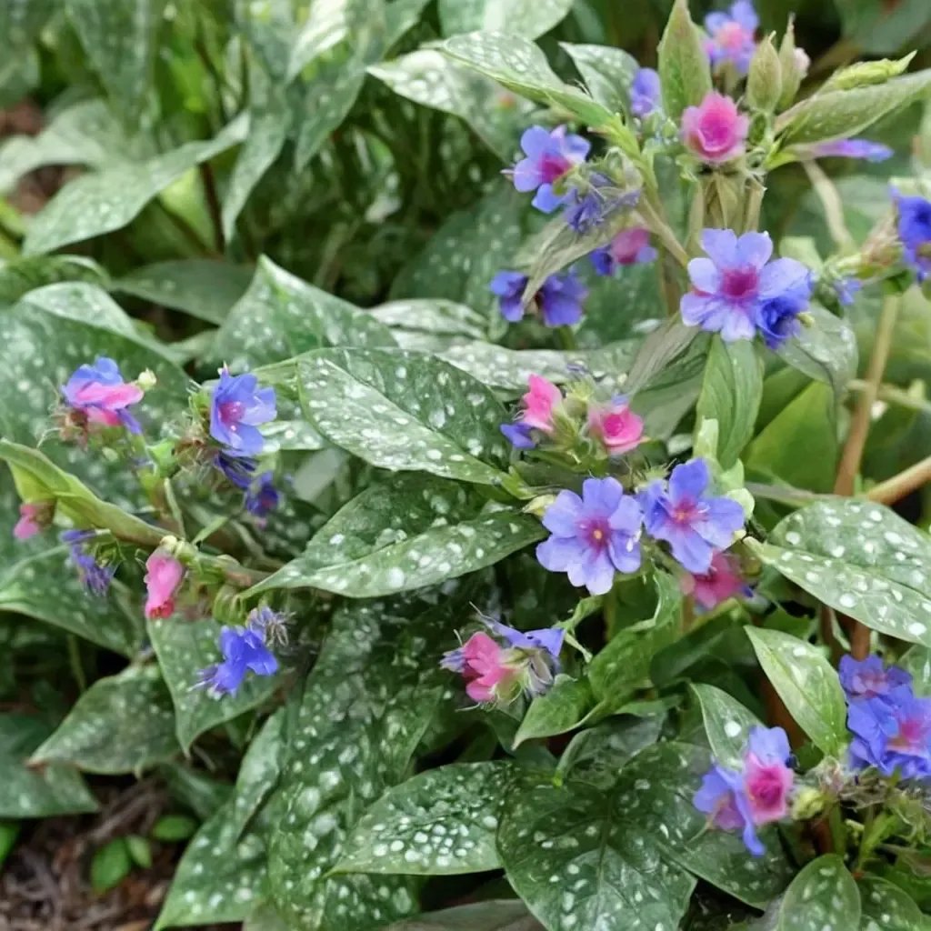 Pulmonaria officinalis 'Trevi Fountain'