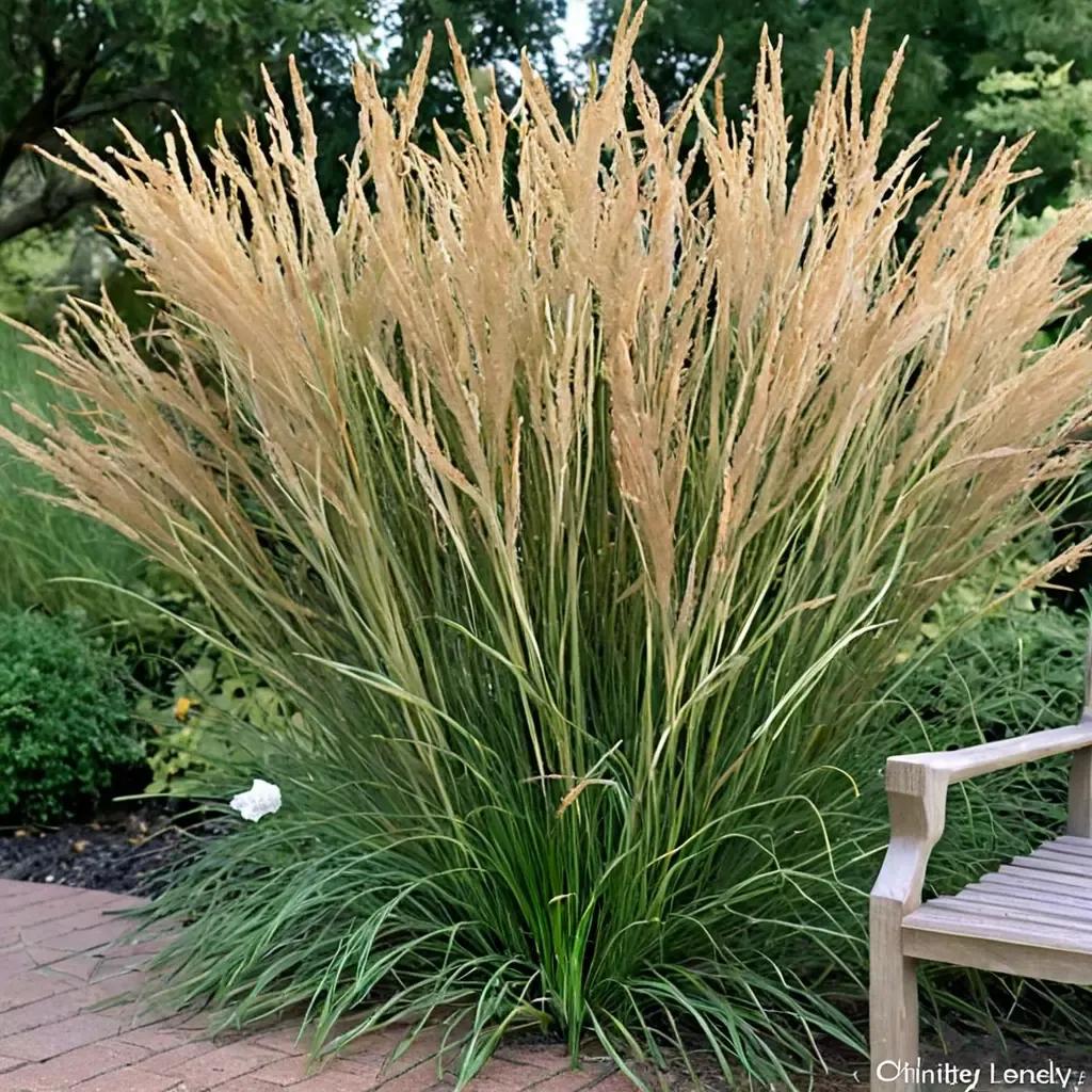 Feather Reed Grass