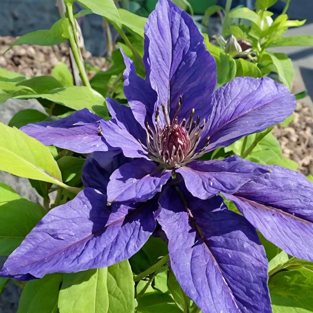 Clematis x hybrida 'Lindsay'