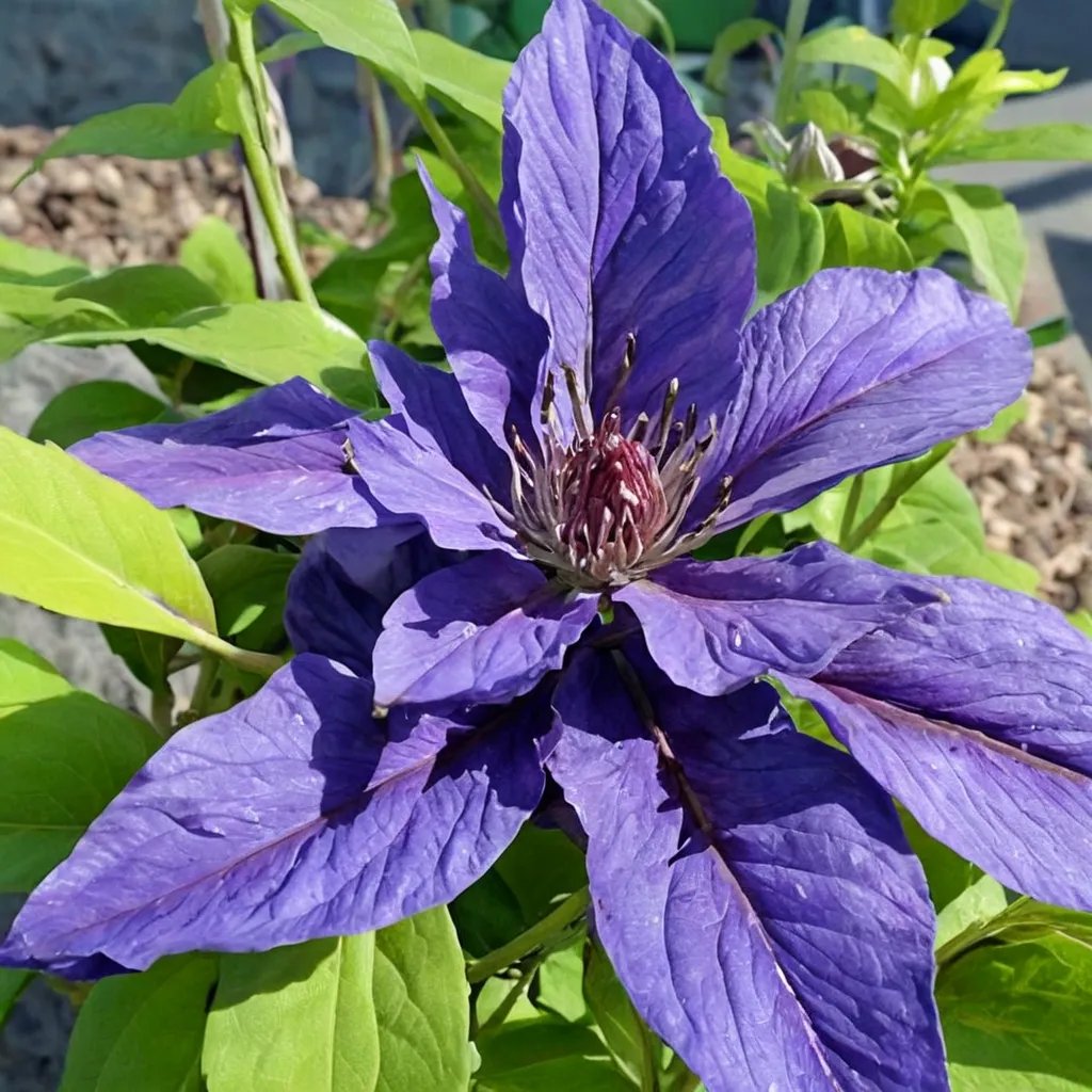 Clematis x hybrida 'Lindsay'