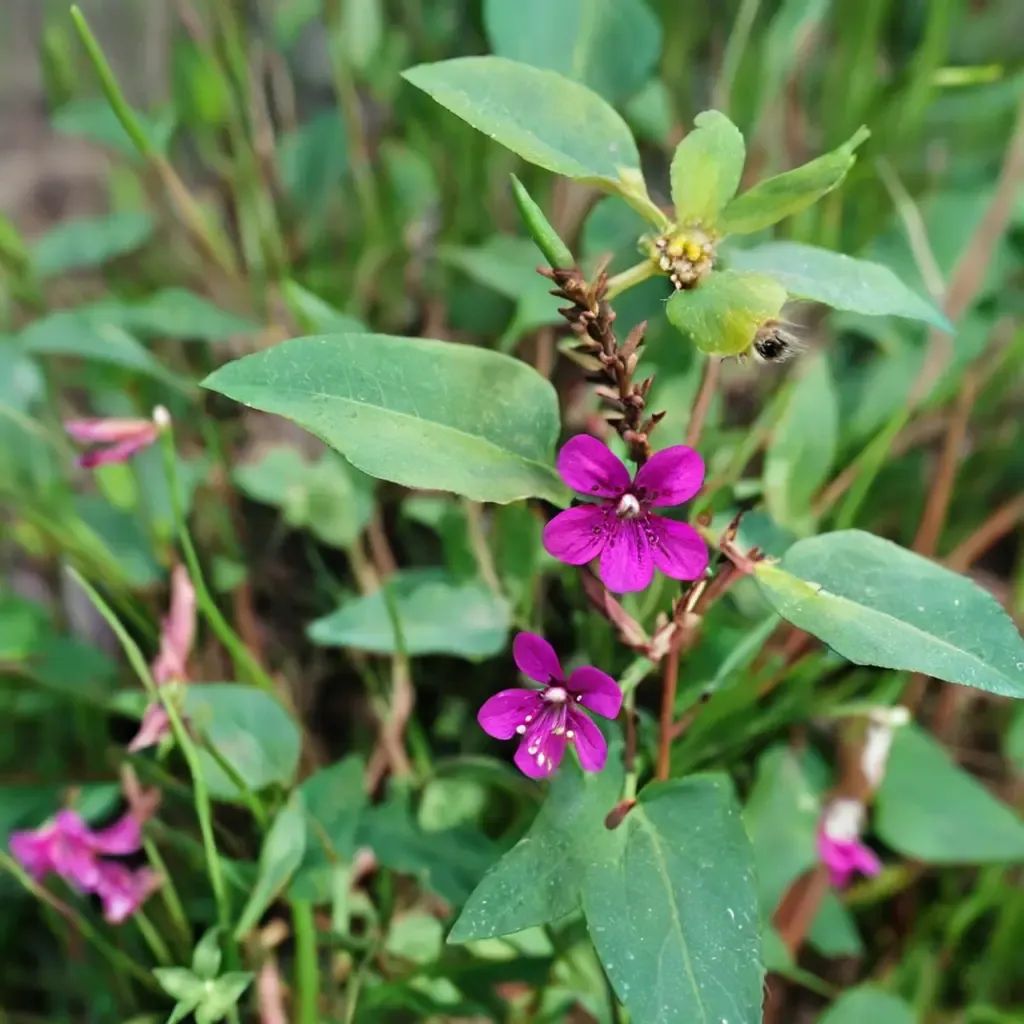 Cuphea aequipetala