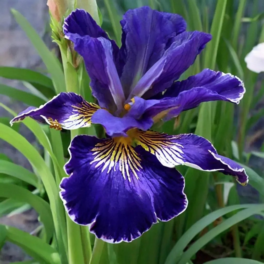 Iris x germanica 'Golden Edge'