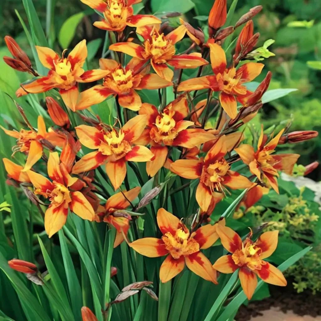 Crocosmia x hybrida 'Emily Mckenzie'