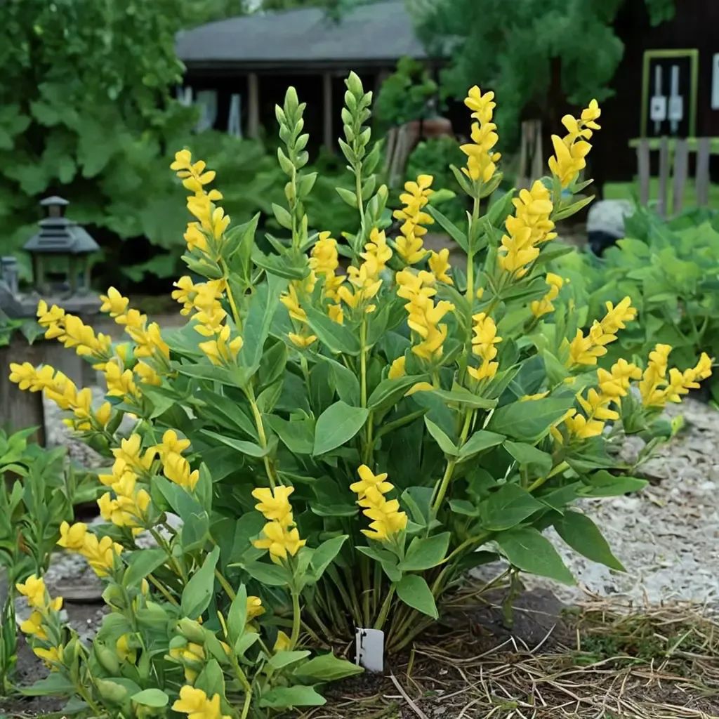 Baptisia sphaerocarpa