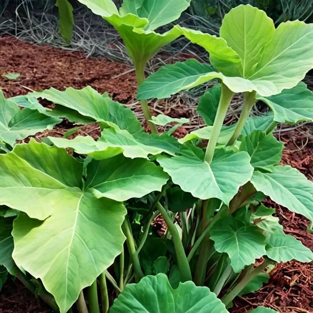 Colocasia gigantea 'Survivor'