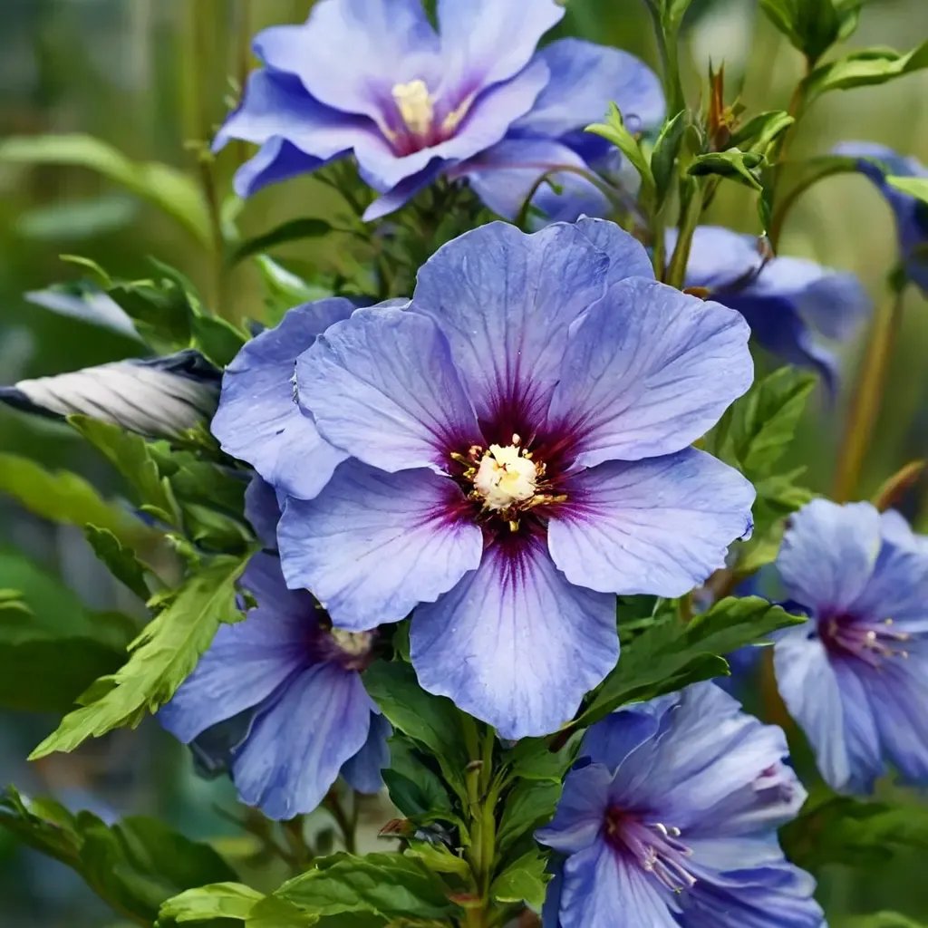 Hibiscus syriacus 'Blue Bird'