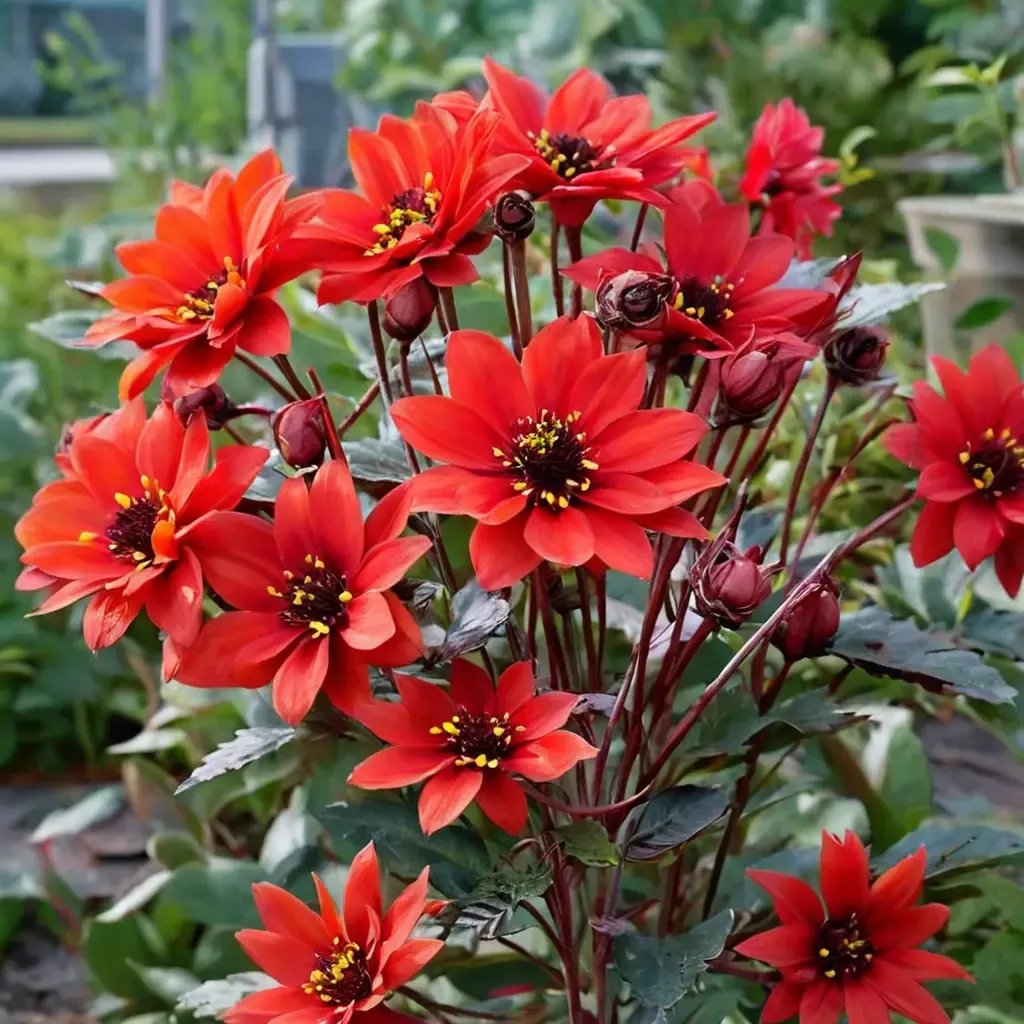 Dahlia huntingtonii 'Bishop of Llandaff'