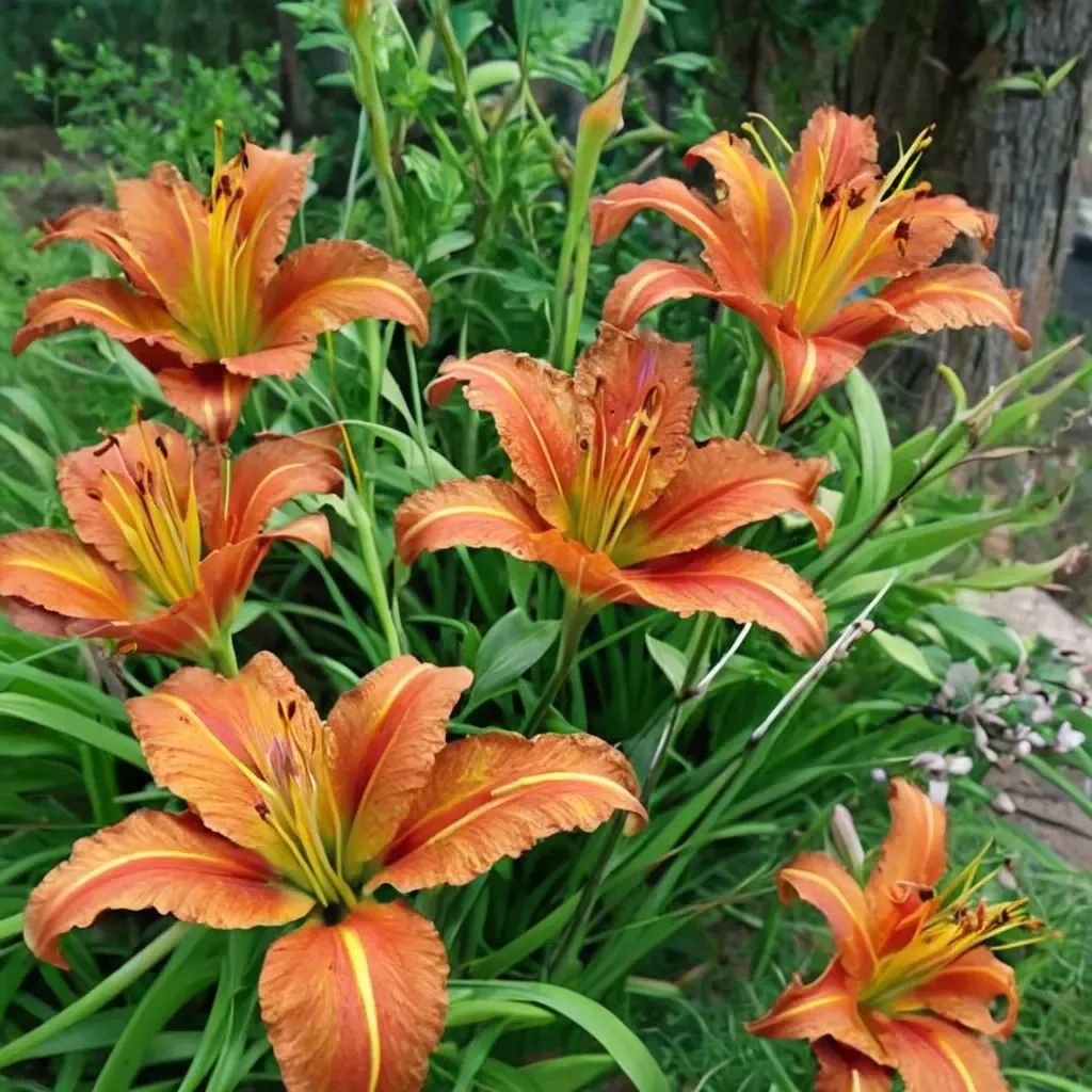 Hemerocallis fulva