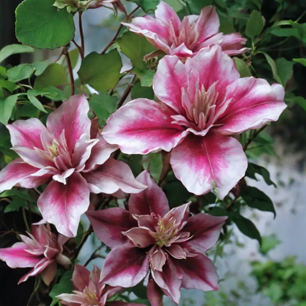 Clematis x durandii 'Patricia Ann Fretwell'