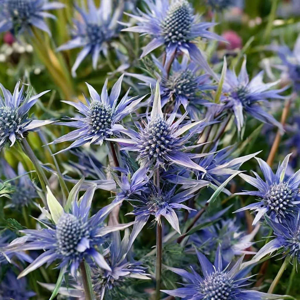 Eryngium x zabelii 'Blue Hobbit'