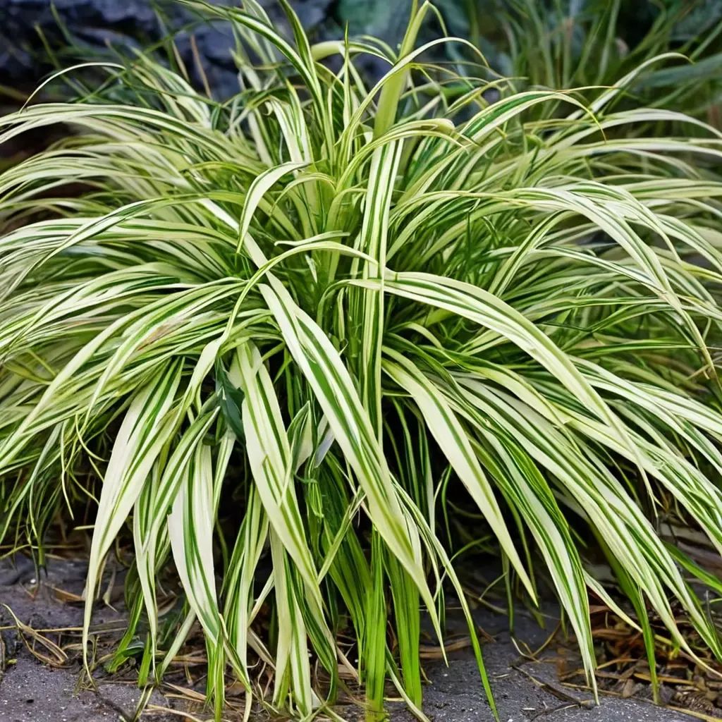Carex oshimensis