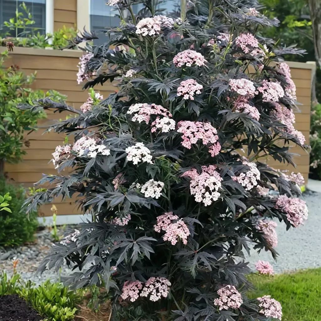 Sambucus nigra 'Black Lace'
