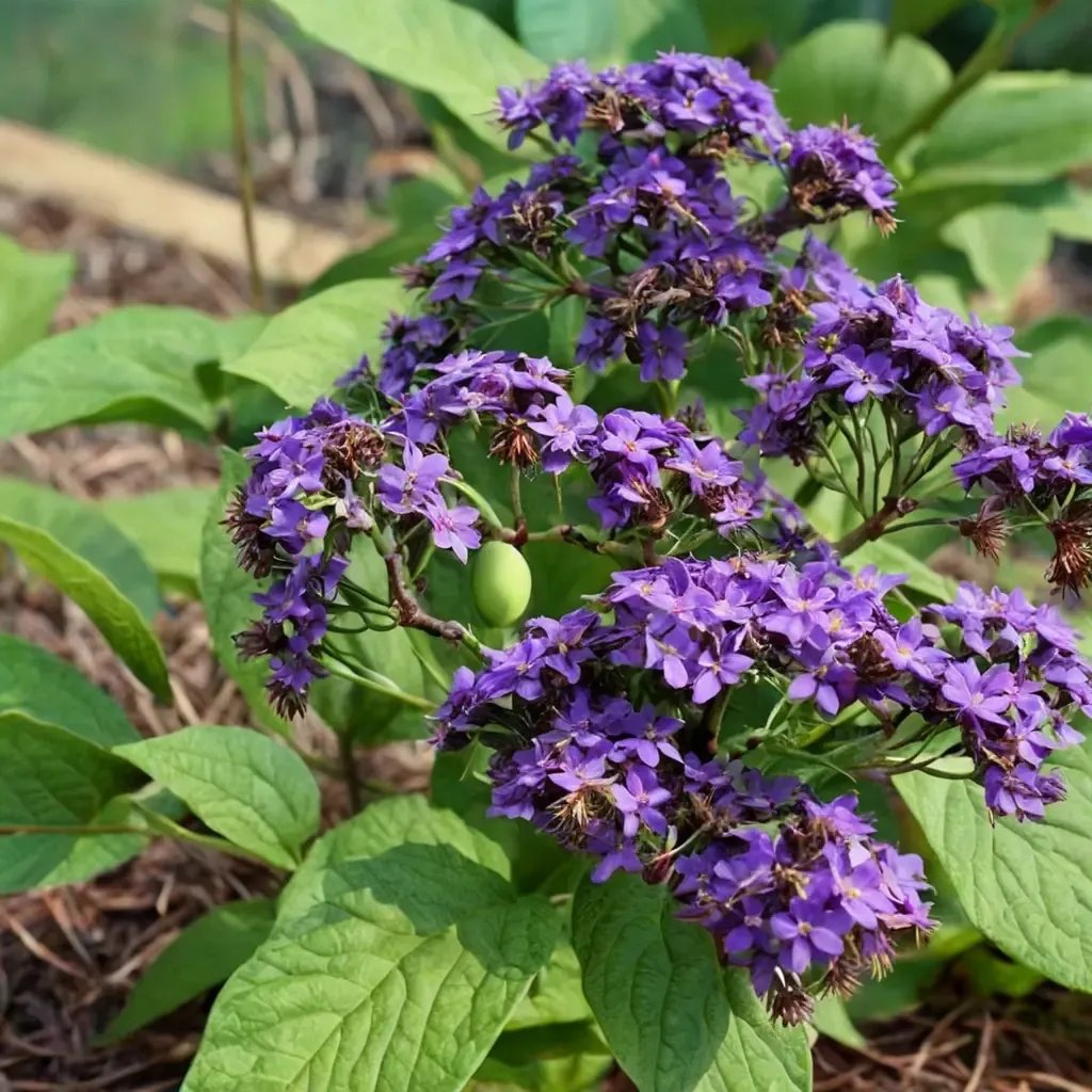 Heliotropium arborescens