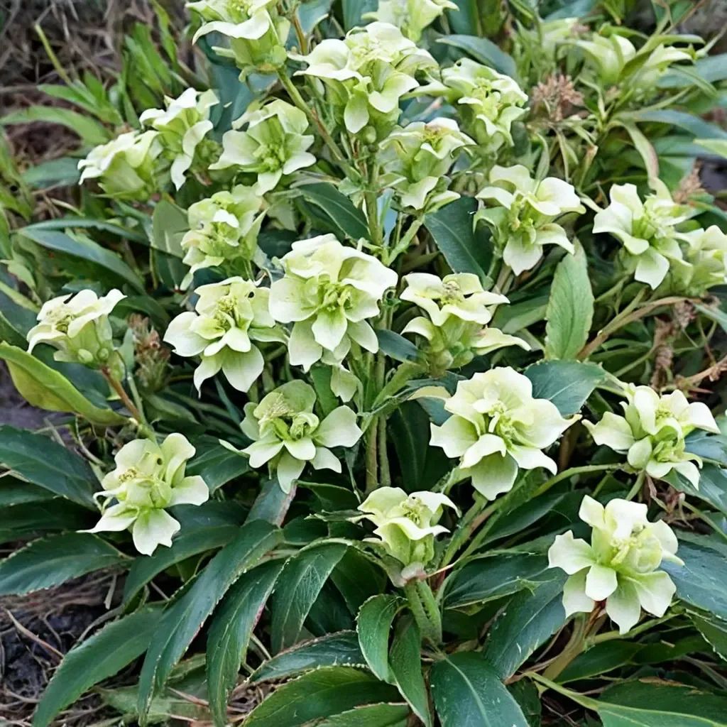 Helleborus argutifolius