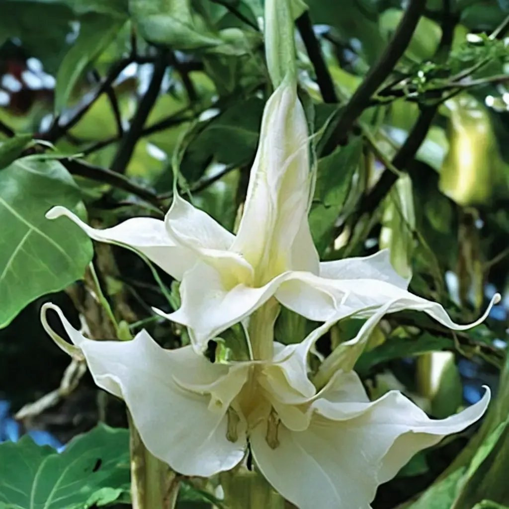 Brugmansia x candida 'Double White'