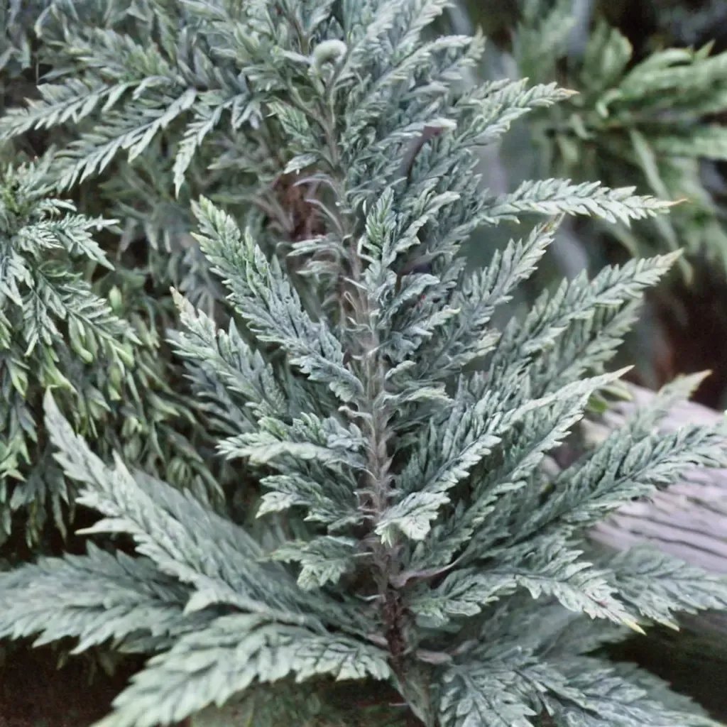 Chamaecyparis lawsoniana 'Ellwoodii'