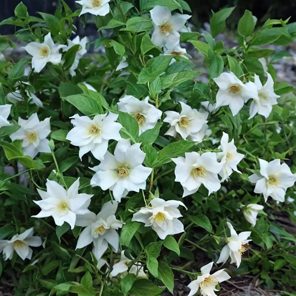 Philadelphus x virginalis 'Belle Etoile'