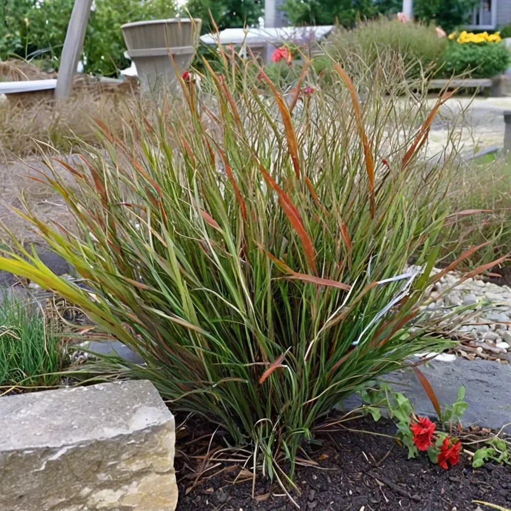 Panicum virgatum 'Cheyenne Sky'