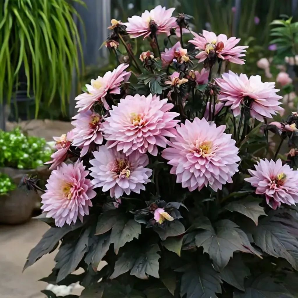 Dahlia variabilis 'Melody Harmony'