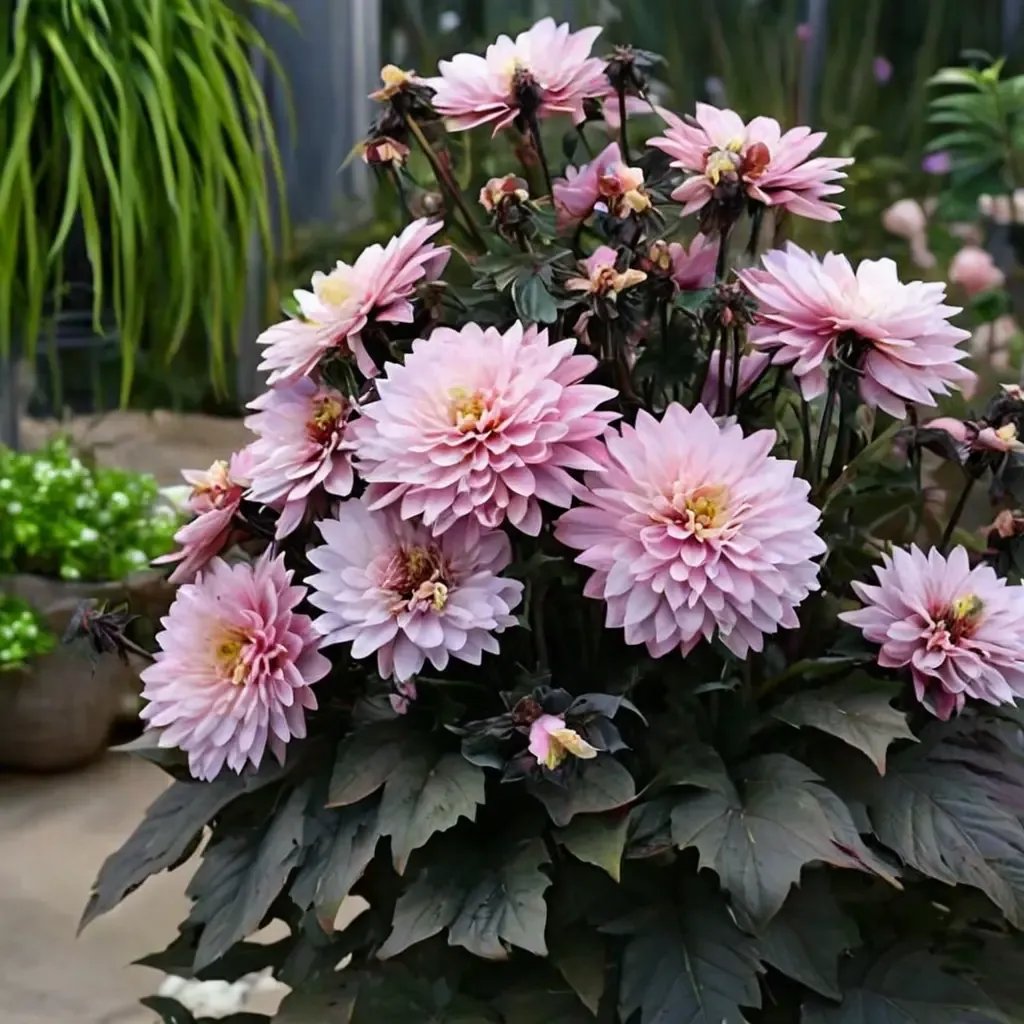 Dahlia variabilis 'Melody Harmony'