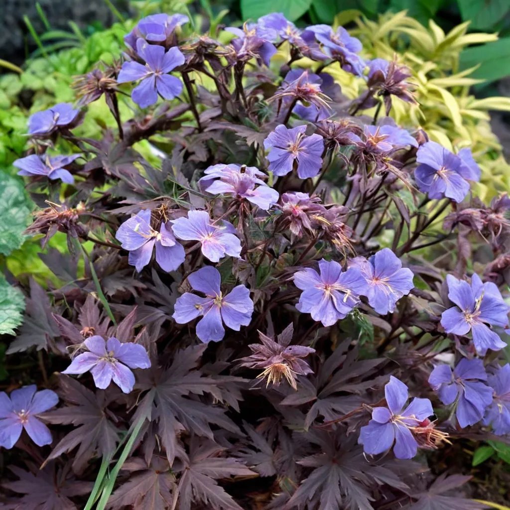 Geranium pratense 'Midnight Reiter'