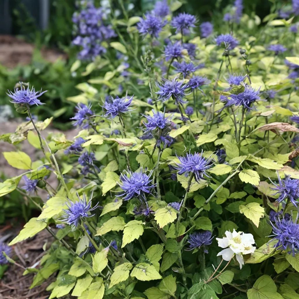 Caryopteris x clandonensis 'Sunshine Blue II'