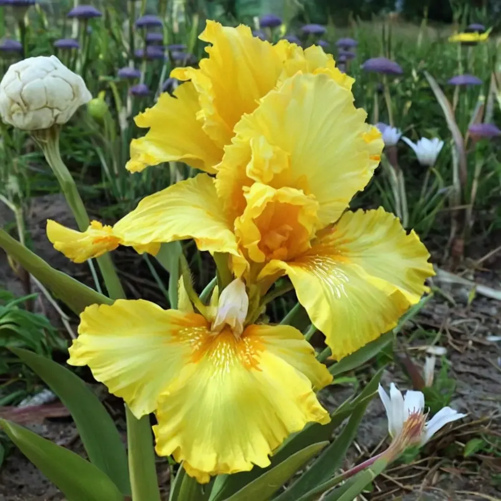 Iris iris 'Acapulco Gold'