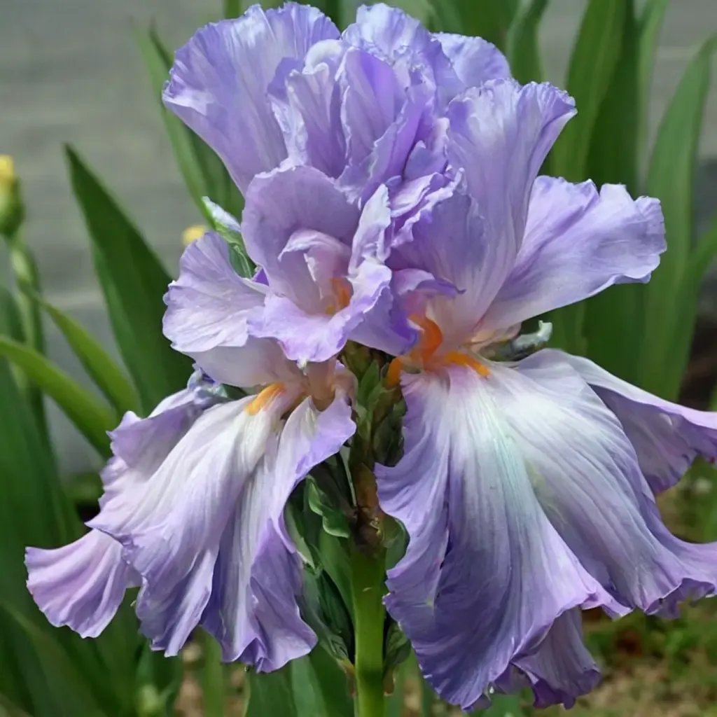 Iris x germanica 'Mary Frances'