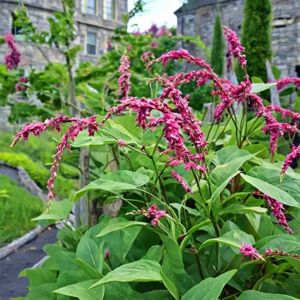 Polygonum orientale 'Kiss-Me-Over-The-Garden-Gate'