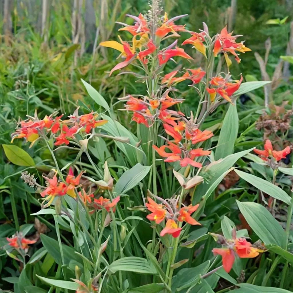 Crocosmia aurantiaca