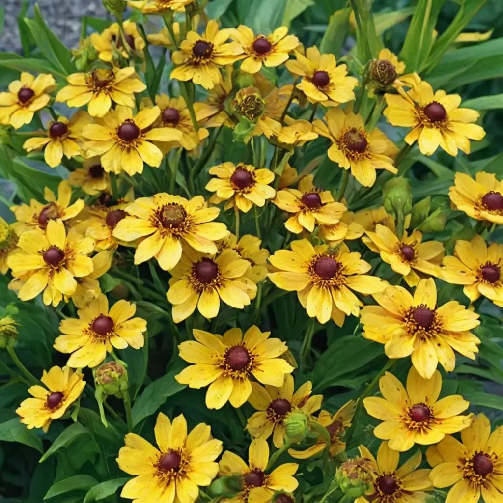 Helenium autumnale 'Zimbelstern'