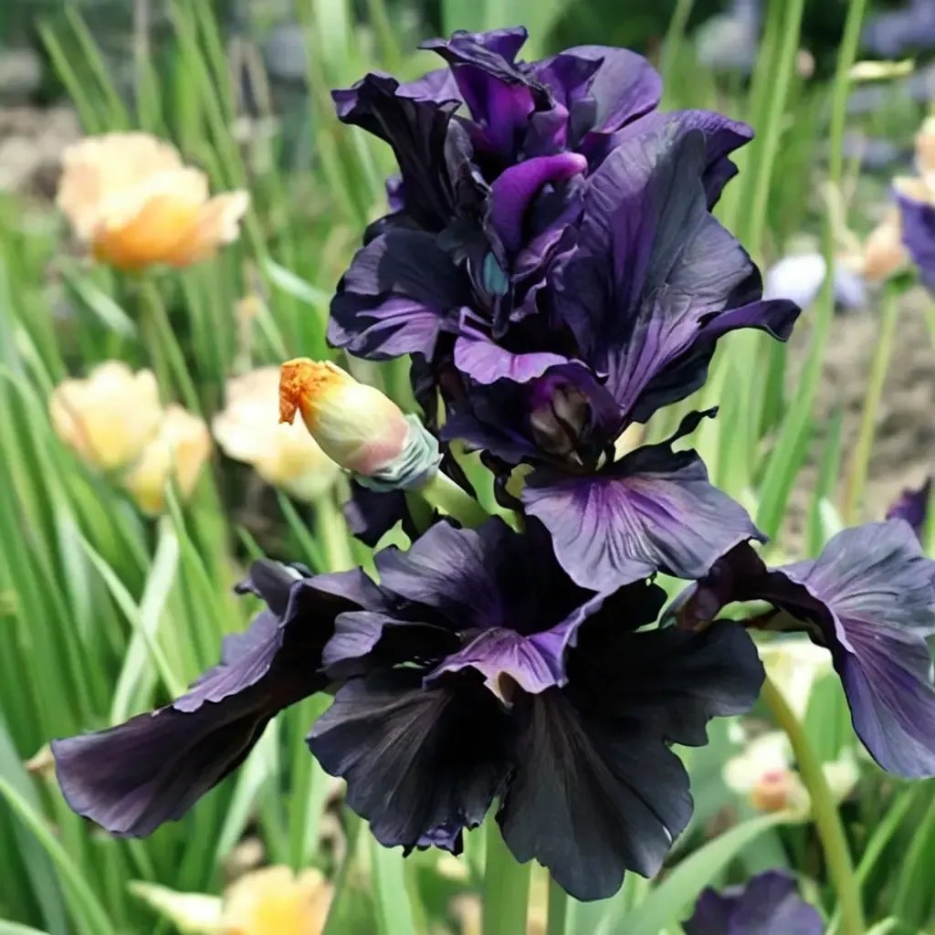 Iris x germanica 'Hello Darkness'