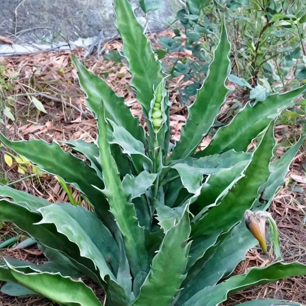 Agave pseudoferox 'Bellville'