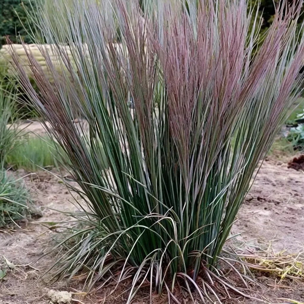 Schizachyrium scoparium 'Blue Paradise'