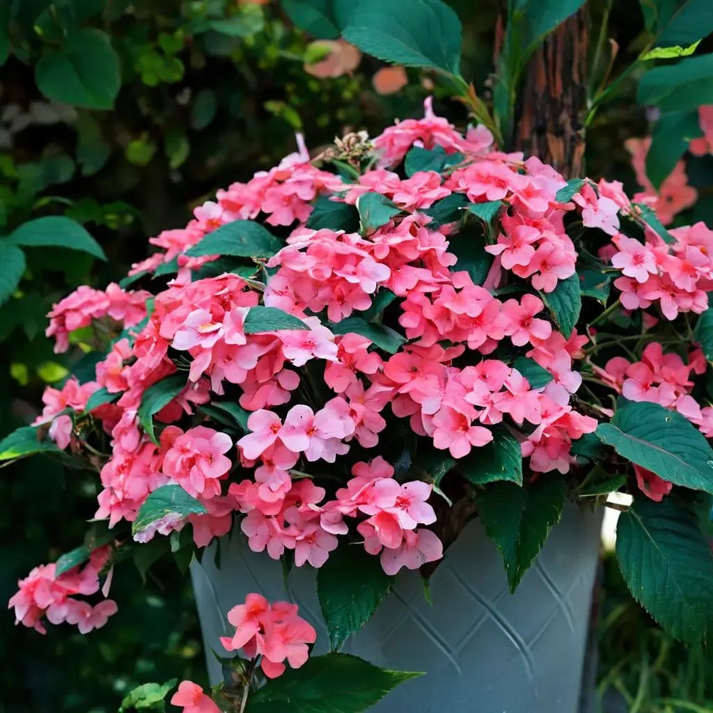 Impatiens wallerana 'Hot Coral'