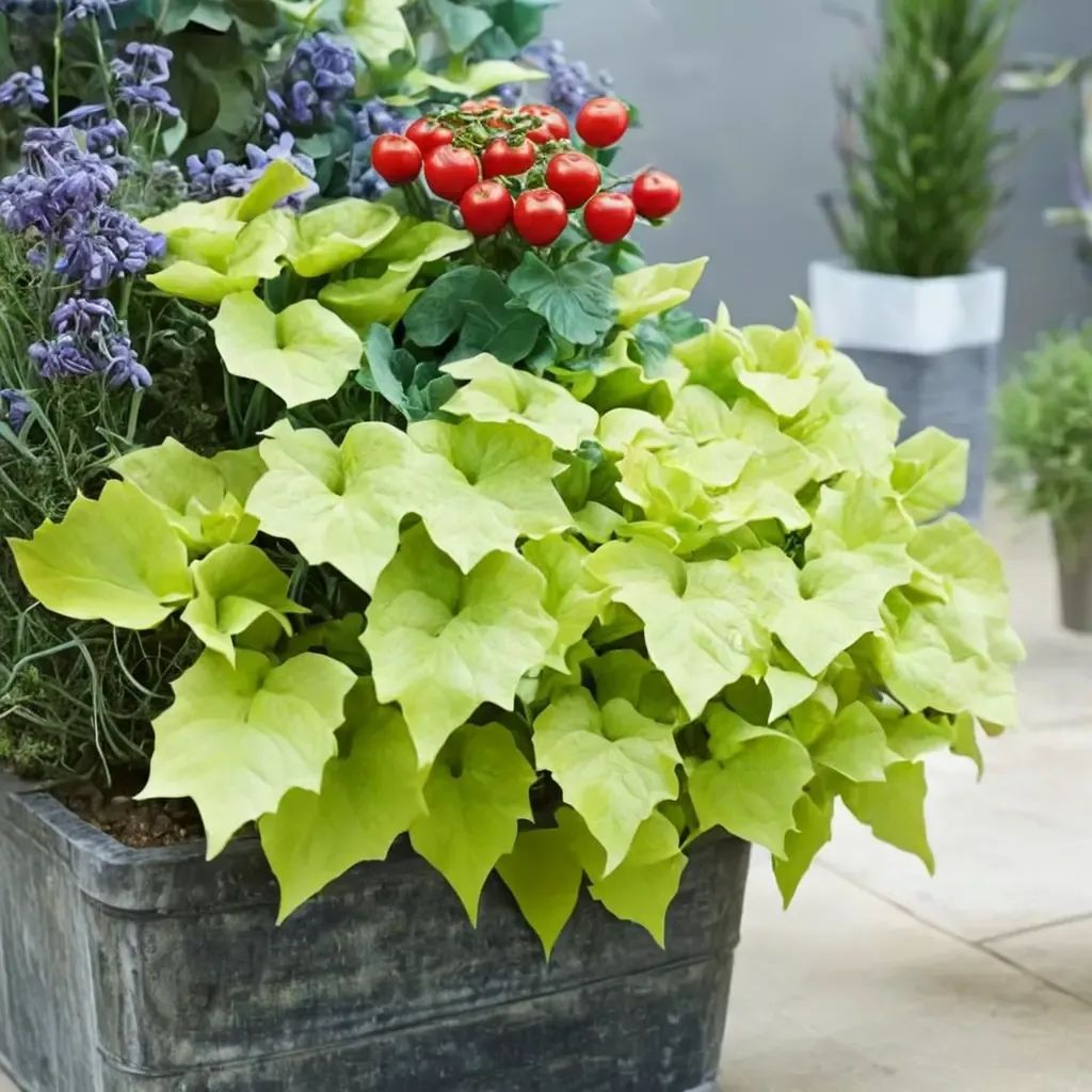 Ipomoea batatas 'Treasure Island Makatea'