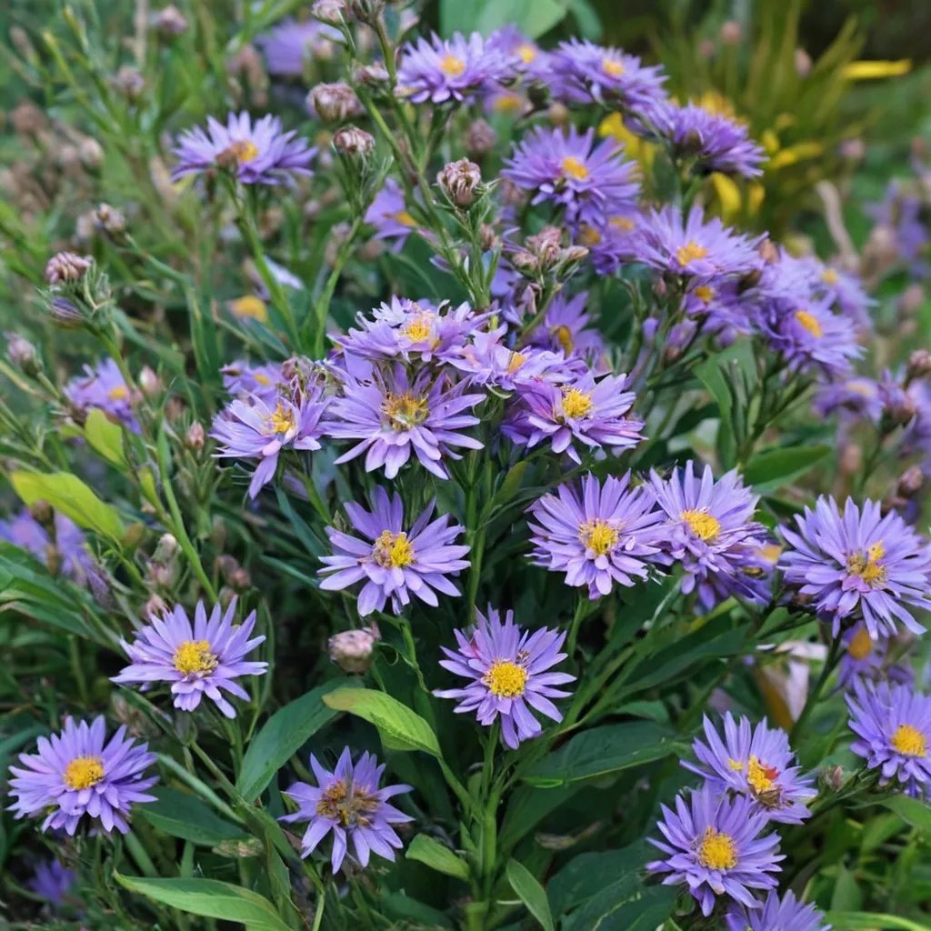 Aster tataricus 'Jindai'