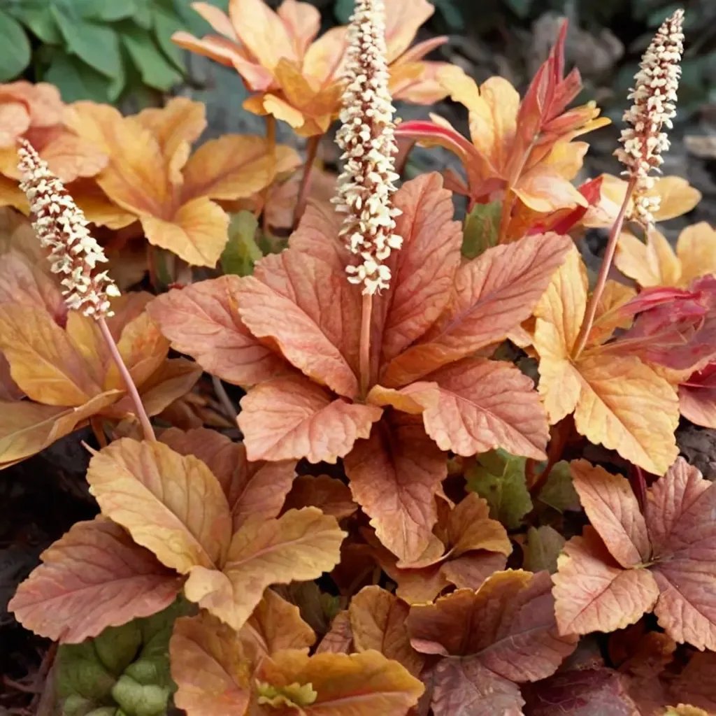 Heucherella x hybrida 'Buttered Rum'