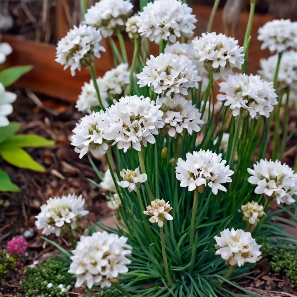 Armeria maritima 'Ballerina White'