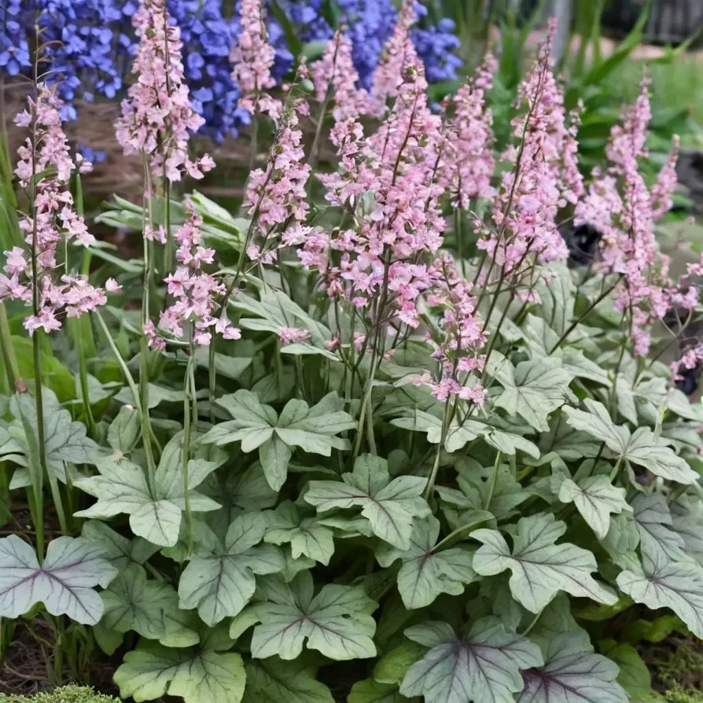Heucherella x hybrida 'Pink Fizz'
