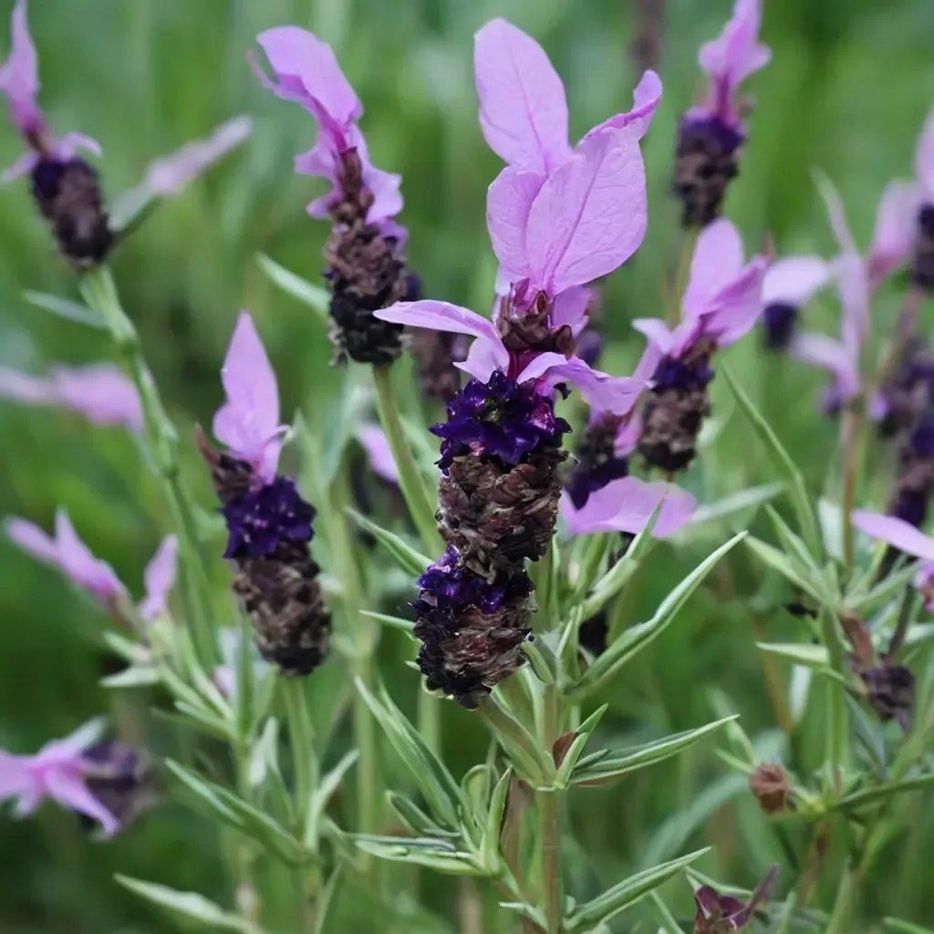 Lavandula stoechas 'Fathead'