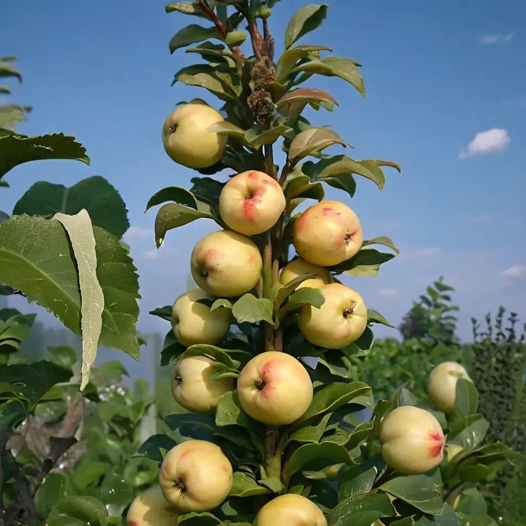 Apple / Crabapple