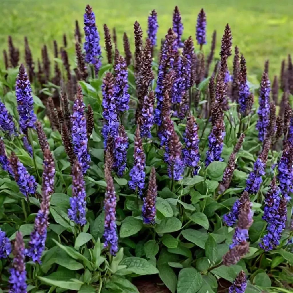 Salvia nemorosa 'Bumbleblue'