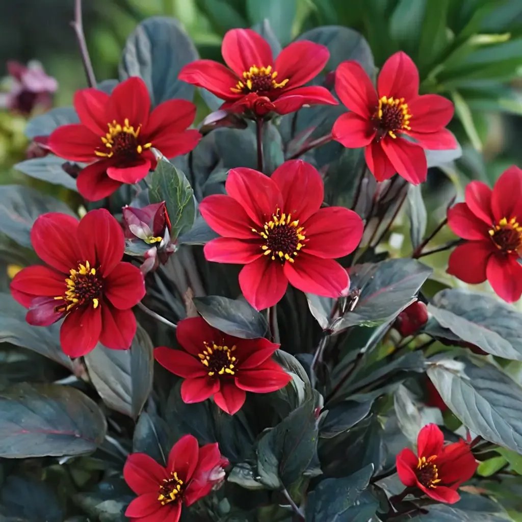 Dahlia dahlia 'Happy Single Romeo'