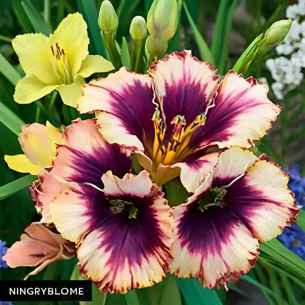 Hemerocallis x hybrida 'Color POP Reblooming Daylily Collection'