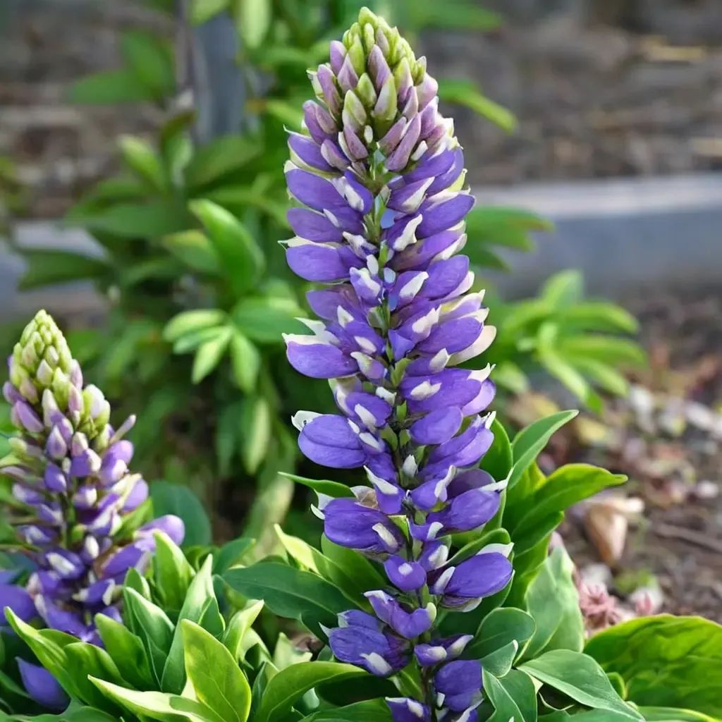 Lupinus polyphyllus 'Blue Bicolor'